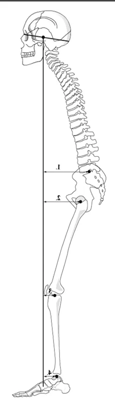Pro-Lordotic Spinal Exerciser™